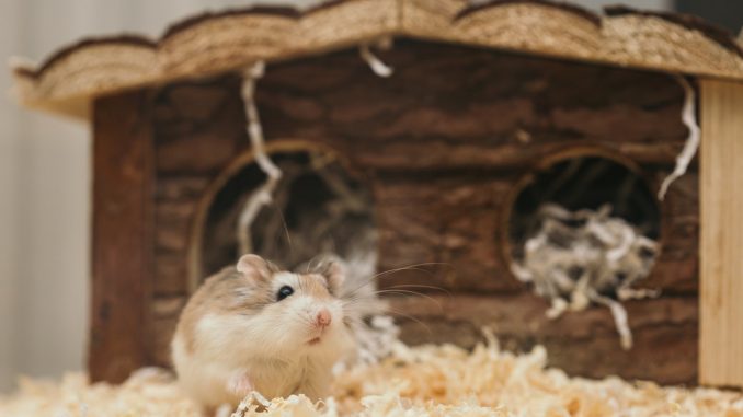 Sødt hamster leger i sit bur